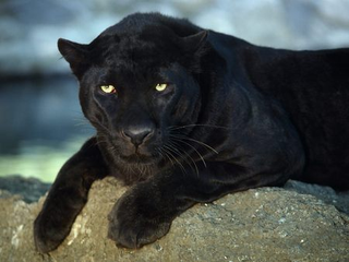 Illustration for article titled Caturday - Panthera onca Edition